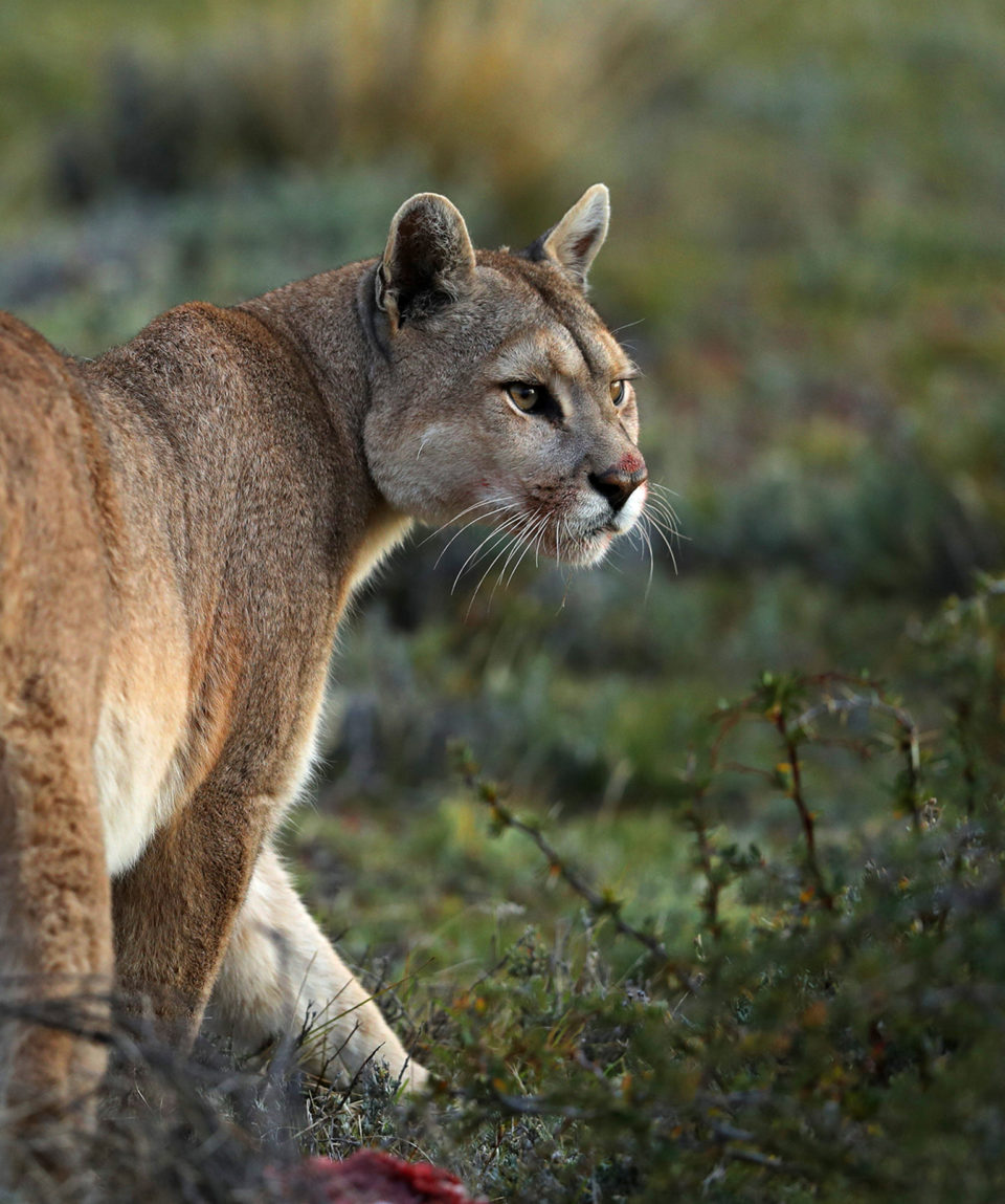 wild puma